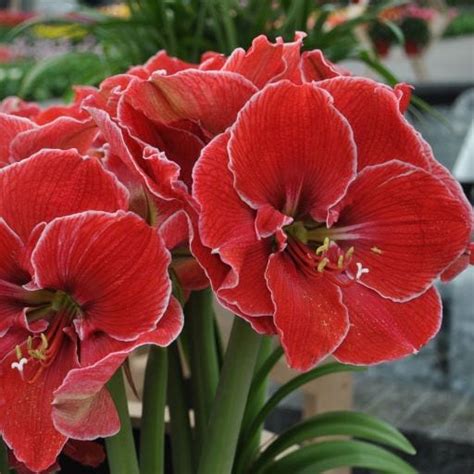 Magical Touch Amaryllis: The Ultimate Showstopper for Weddings and Events